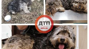 Найденная вчера умирающая под Киевом собака жива: состояние стабильно тяжёлое с положительной динамикой